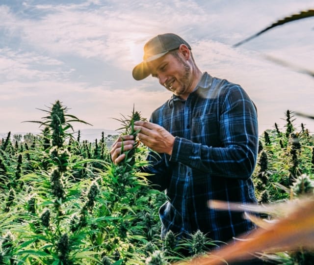 Man inspecting crops
